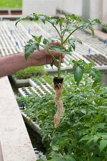 Hydroponic growing requires concerted management, with daily attention to the system and how well it is meeting plant requirements