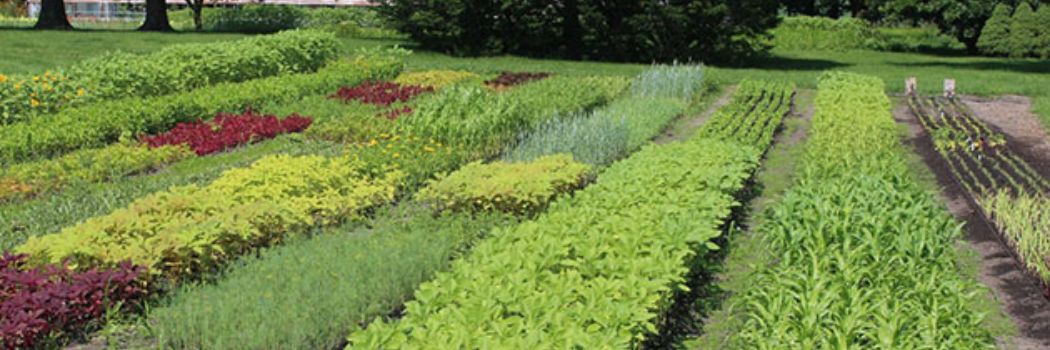 Succession-Planting for Cut Flowers - Planning & Frequency for Abundant Harvests