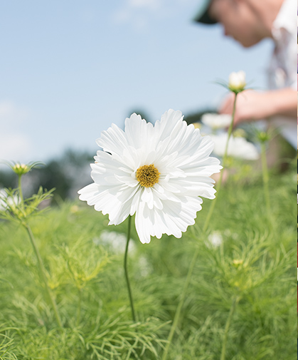 A pristine 'Fizzy White' cosmos bloom raises its head above the foliage and buds of its bed fellows below.