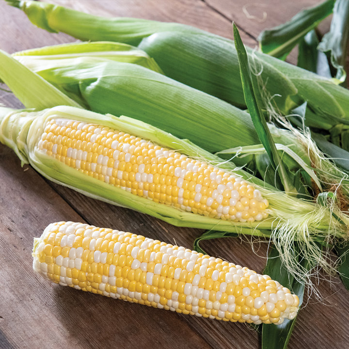 Ears of corn