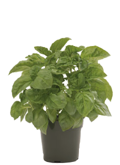 Prospera Italian Large Leaf DMR (ILL2) Basil Plant