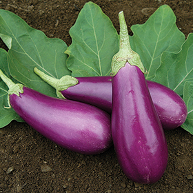 Bulk Eggplant Seed