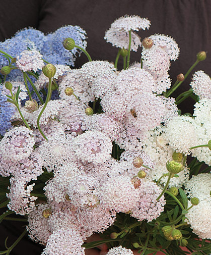 Three light-colored varieties of foamy, lacy didiscus flowers.