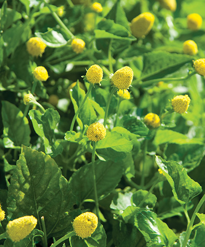 A cluster of lemony, gumdrop-shaped Spilanthes flowers; its mound-forming plants are suitable for containers or bedding.