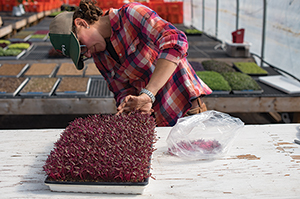 Harvesting Garnet Red Amaranth Microgreens