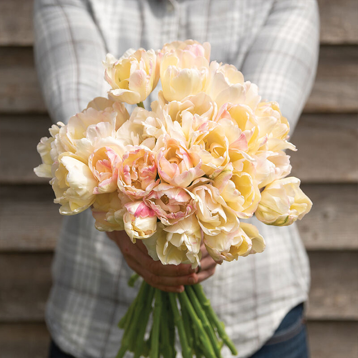 Large bouquet of creme upstar tulips
