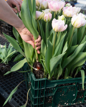 harvesting forced tulips