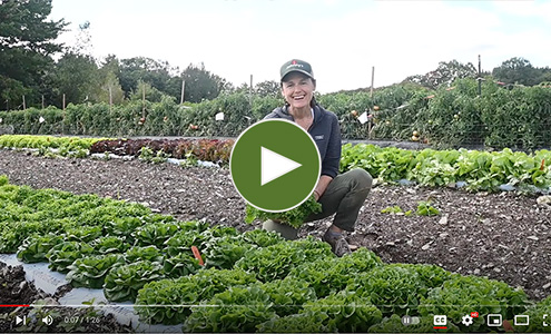 Salanova Lettuce • Video