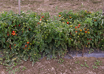 Organic Defiant Tomatoes on Basketweave Trellis