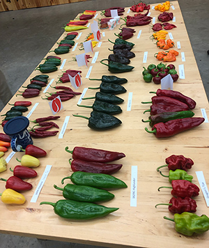 Johnny's annual Hot Pepper Palooza