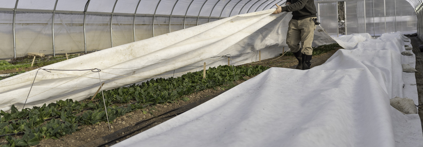 over covering winter crops in greenhouse