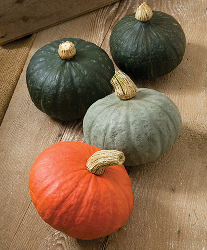 A group of kabocha winter squash fruits of several subtypes and colors: red, grey, and green.