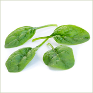 Sunangel Spinach Seeds