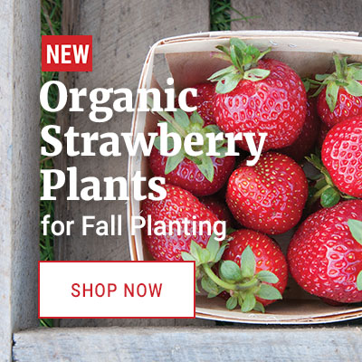 Fall Planted Strawberries