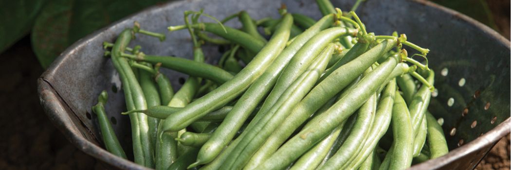 On getting to know beans