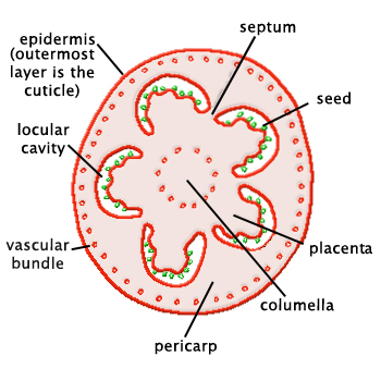 Schematic cross-section of a tomato