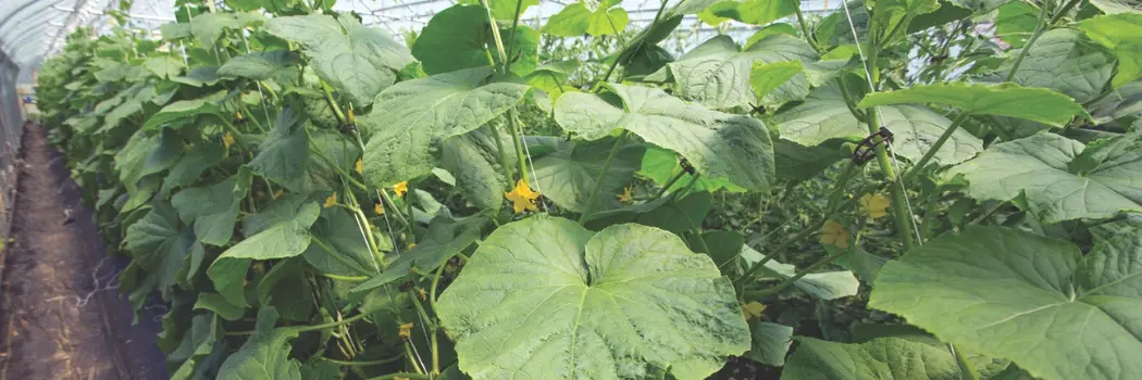 cucumbers growing in a greenhouse