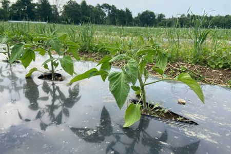 Mulching leads to increased yields