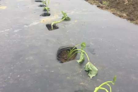 Sweet potato slips wilted after planting