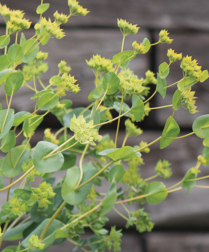 The green and gold blooms of bupleurum blooms showing their colors.
