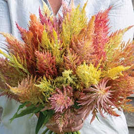 Shimmer Organic Celosia