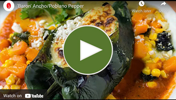 Baron Poblano/Ancho Pepper • Video