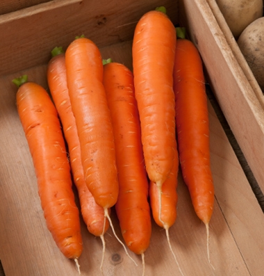 Bolero: Storage Carrot