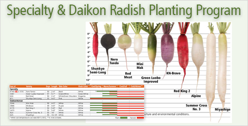 Specialty & Daikon Radish Planting Program