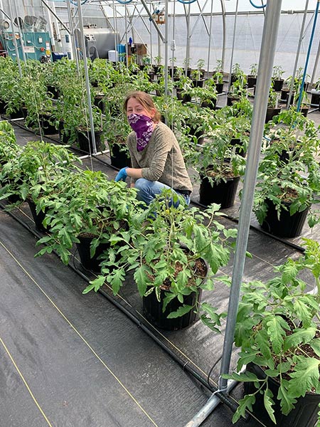 Tomatoes are carefully tended in Johnny's Tomato Breeding Program