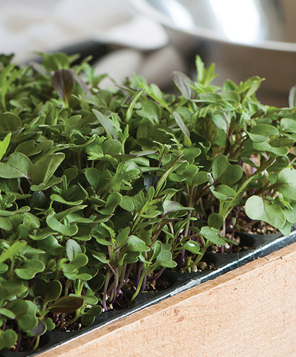 Tray of microgreens, ready for harvesting.