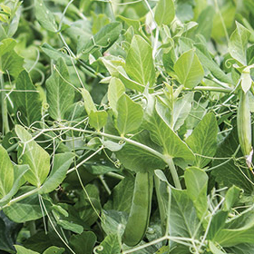 How to Grow Peas