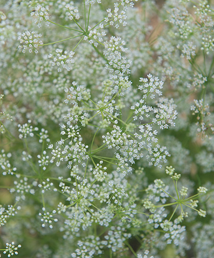Umbels of feathery white anise flowers, which will develop small brown, strongly licorice-flavored seeds.