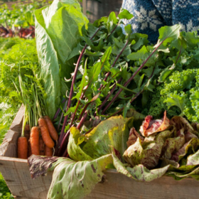 Vegetables harvested in winter