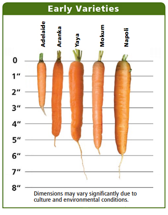Early Carrots Comparison Chart