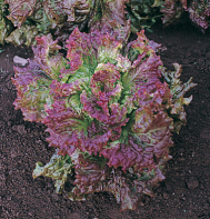 Vulcan Red Leaf Head Lettuce