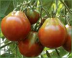 Heirloom Tomatoes