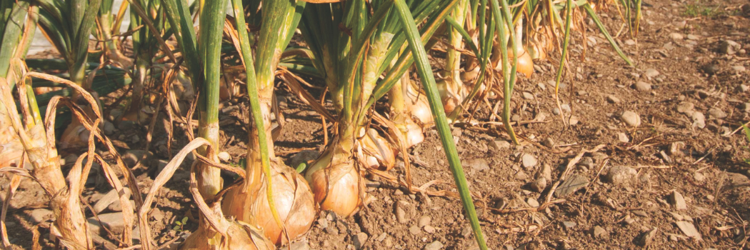Onions in the field