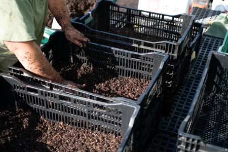 Pouring soil into bulb crates