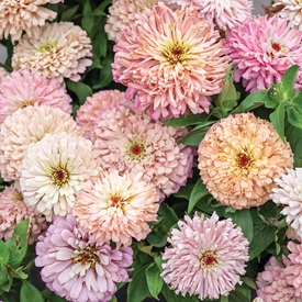Zinnias