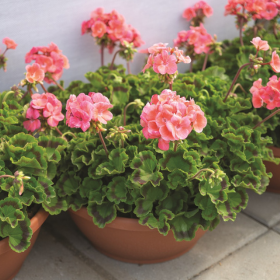 How to Grow Geranium