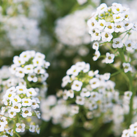 How to Grow Alyssum