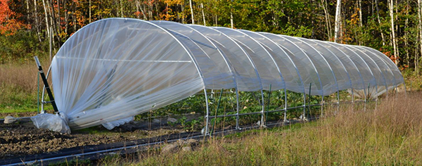 Cucurbits & brassicas in caterpillar tunnel