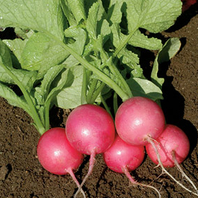 How to Grow Radishes