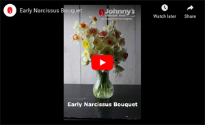 Early Narcissus Set Early Narcissus Set