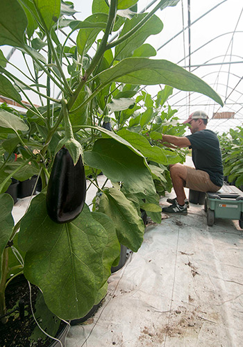 Evaluating the Eggplant Trial