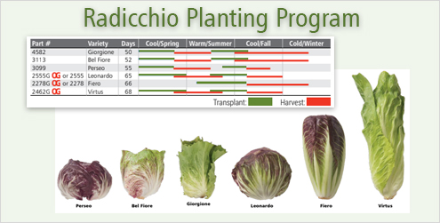 Radicchio Planting Program