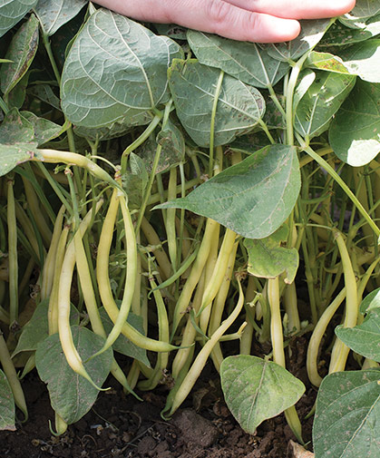 This highly prolific stand of French, or filet beans, is nicely protected beneath a canopy of leaves.