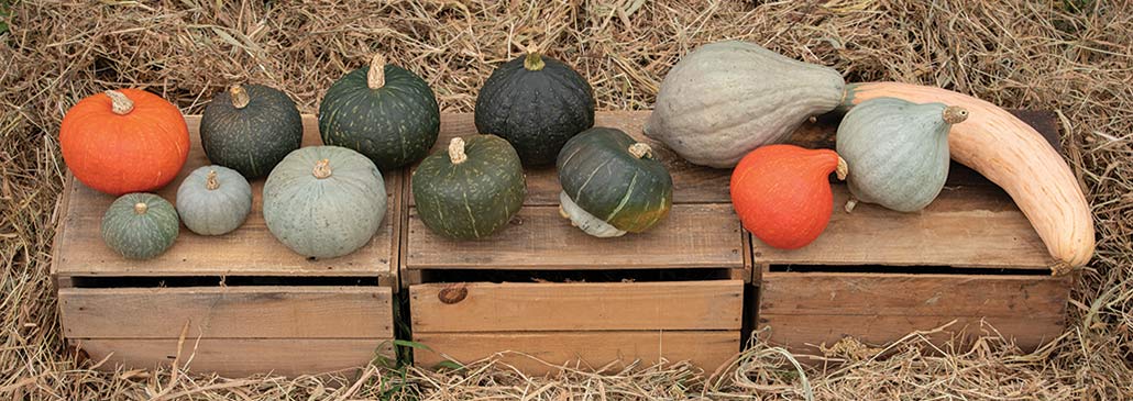 Winter Squash: Peak Flavor Chart