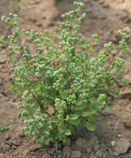 Sweet marjoram, grown from seed and transplanted into the field, prefers light, well-drained soil and full sun.