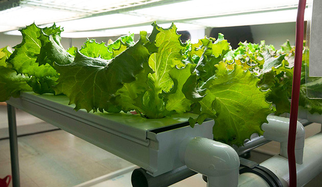 Introduction to Hydroponics -  Lettuce Trial